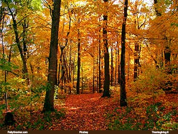 Happy Thanksgiving Puzzle 6